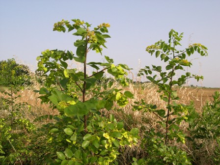 Paliurus spina-christi / Marruca